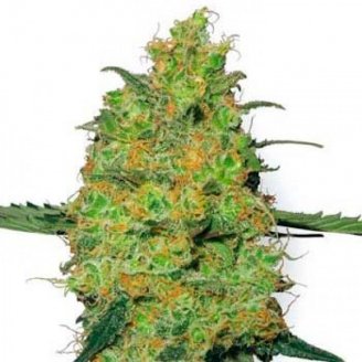 Купить семена марихуаны HulkBerry Fem. Купить семена марихуаны HulkBerry Fem.
