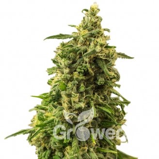 White Widow XL Fem.