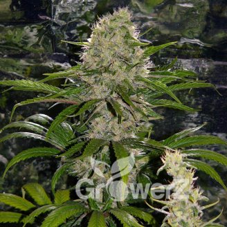 Shiskaberry Fem.