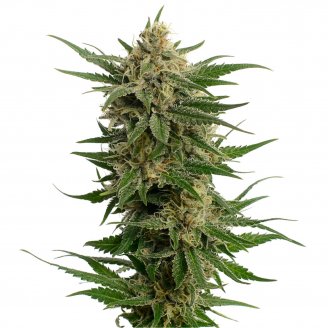 Купить семена марихуаны Critical CBD Auto Fem.